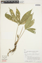 Anthurium croatii image