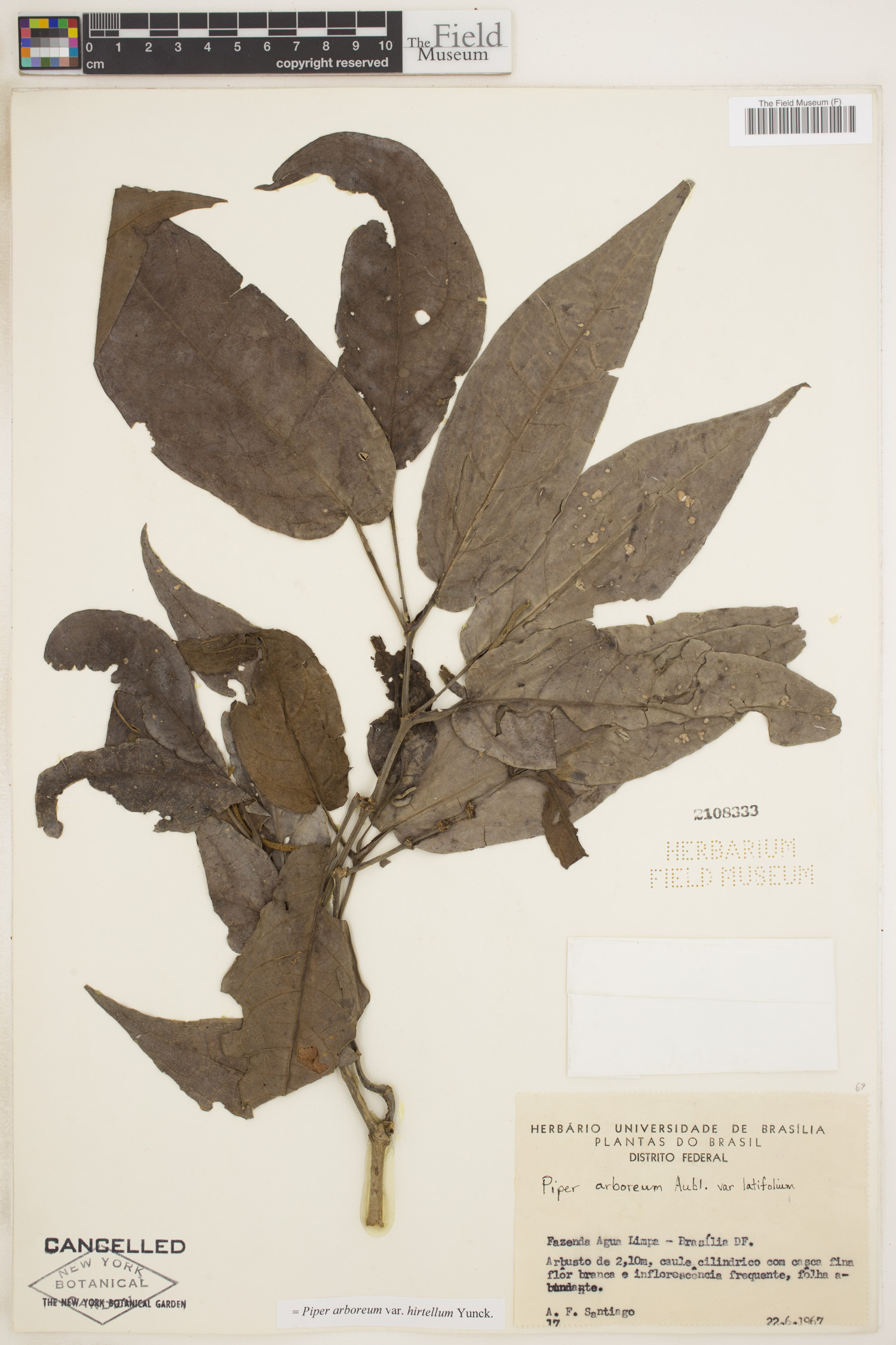 Piper arboreum var. hirtellum image