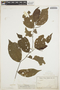 Piper cornifolium image