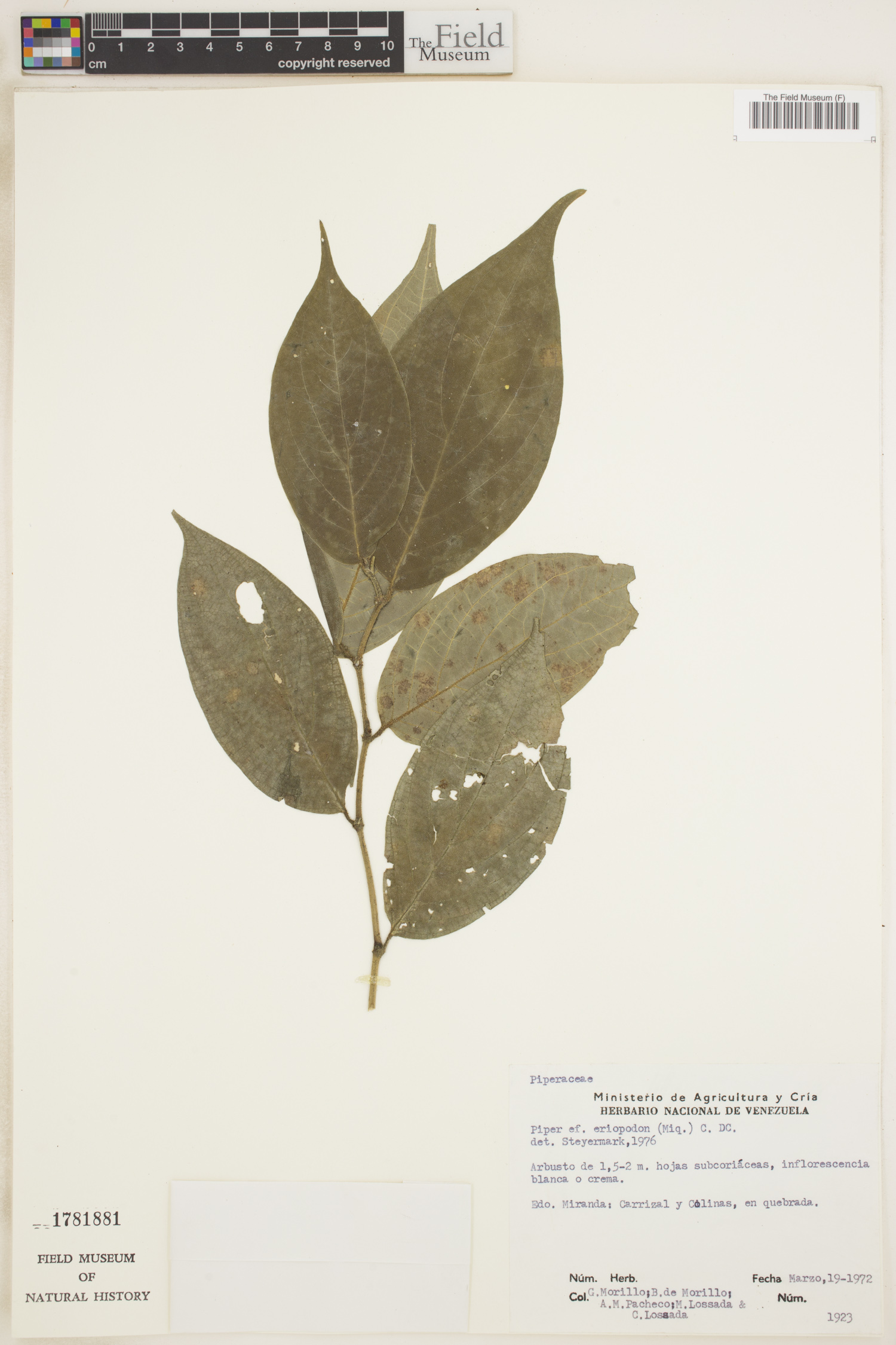 Piper eriopodon image
