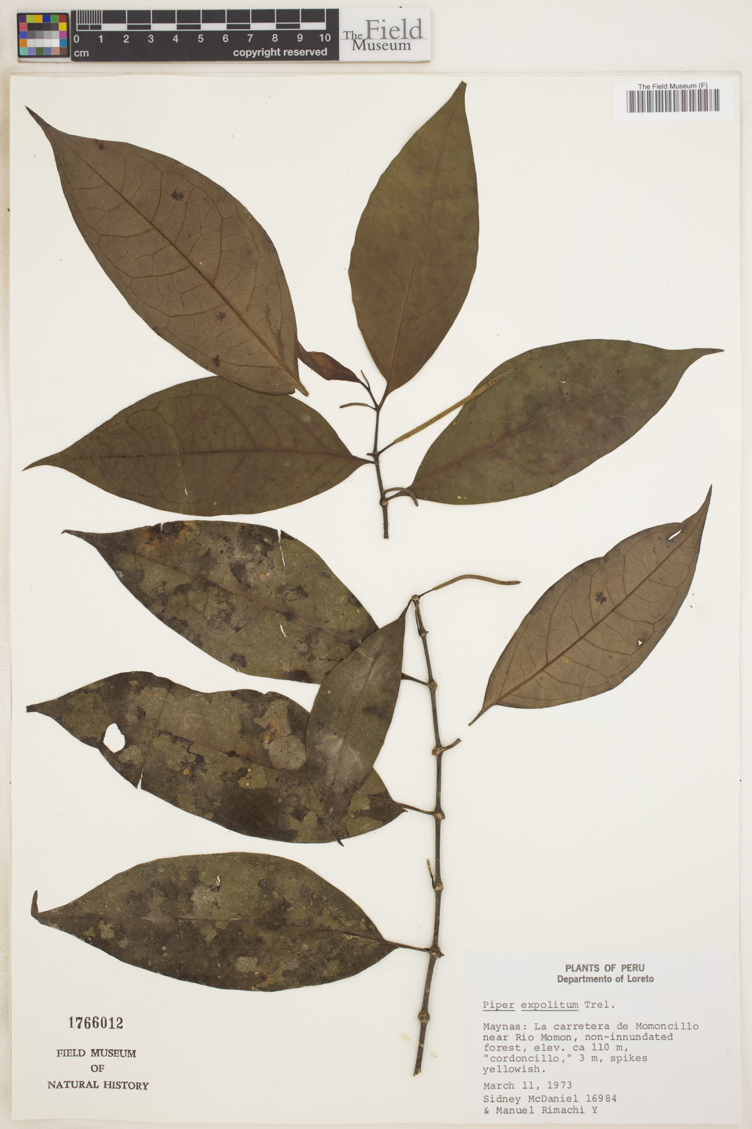 Piper expolitum image