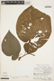 Piper fimbriulatum image