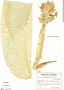 Calathea variegata image