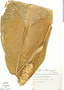 Goeppertia cylindrica image