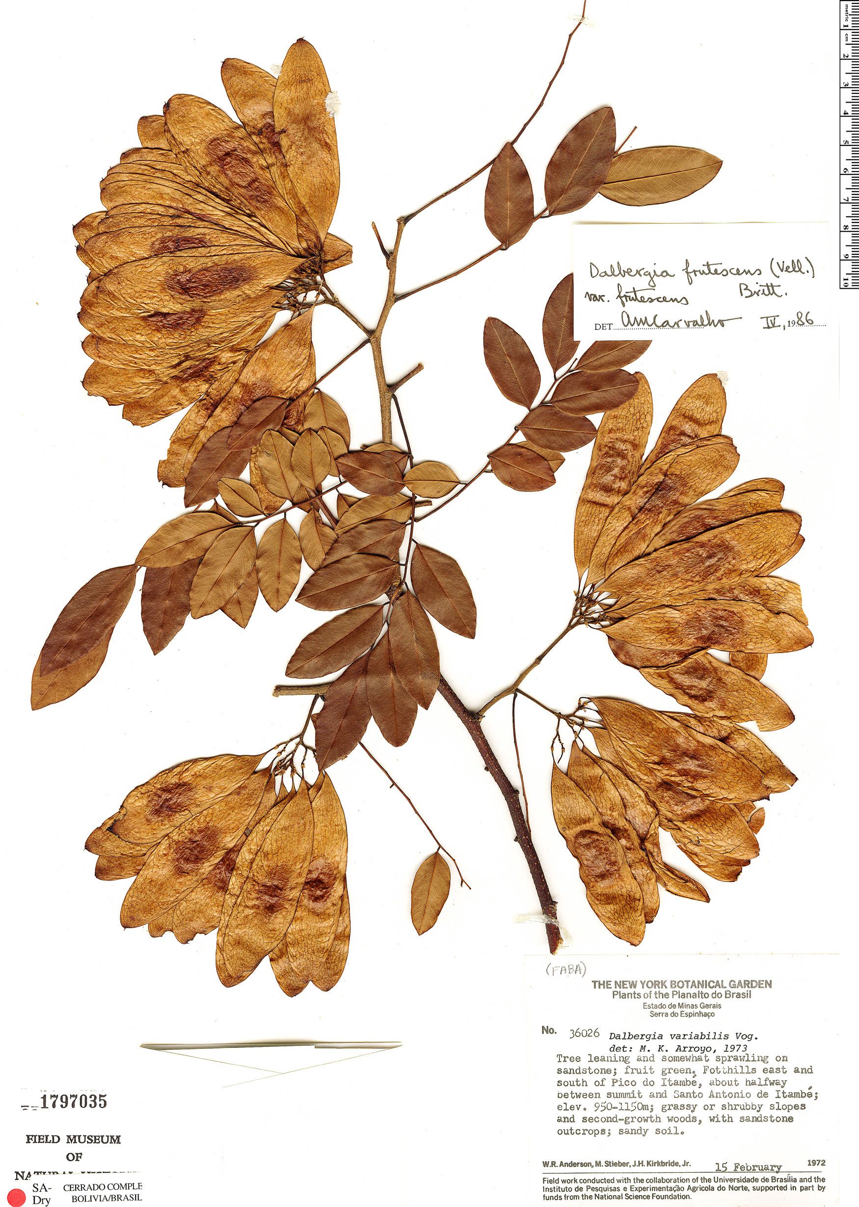 Dalbergia frutescens var. frutescens image