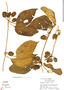 Mendoncia robusta image