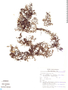 Utricularia hydrocarpa image