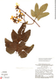 Stigmaphyllon urenifolium image