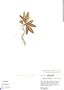Aphelandra maculata image