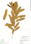 Alchornea castaneifolia image