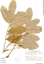 Cupania scrobiculata image
