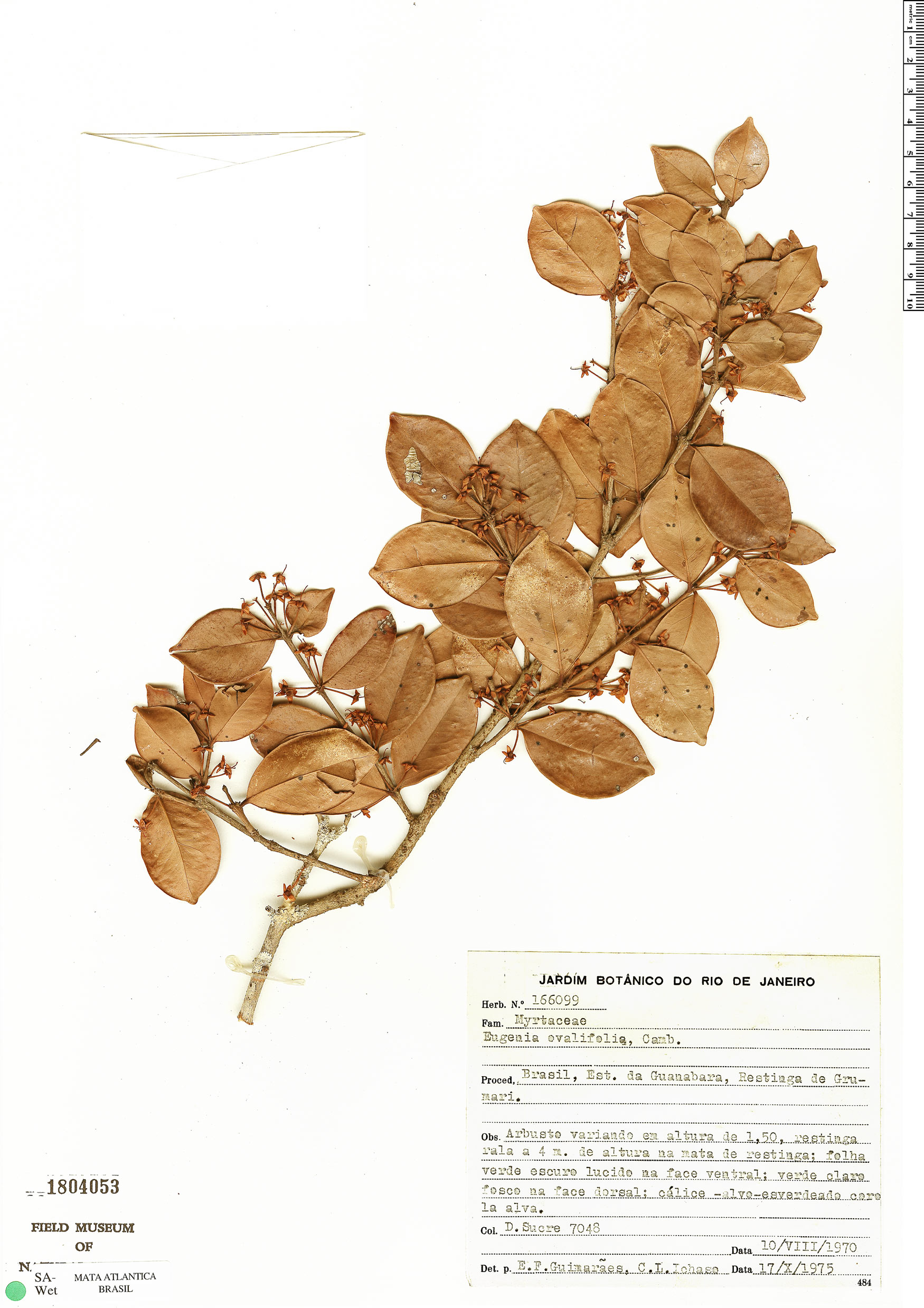 Eugenia ovalifolia image