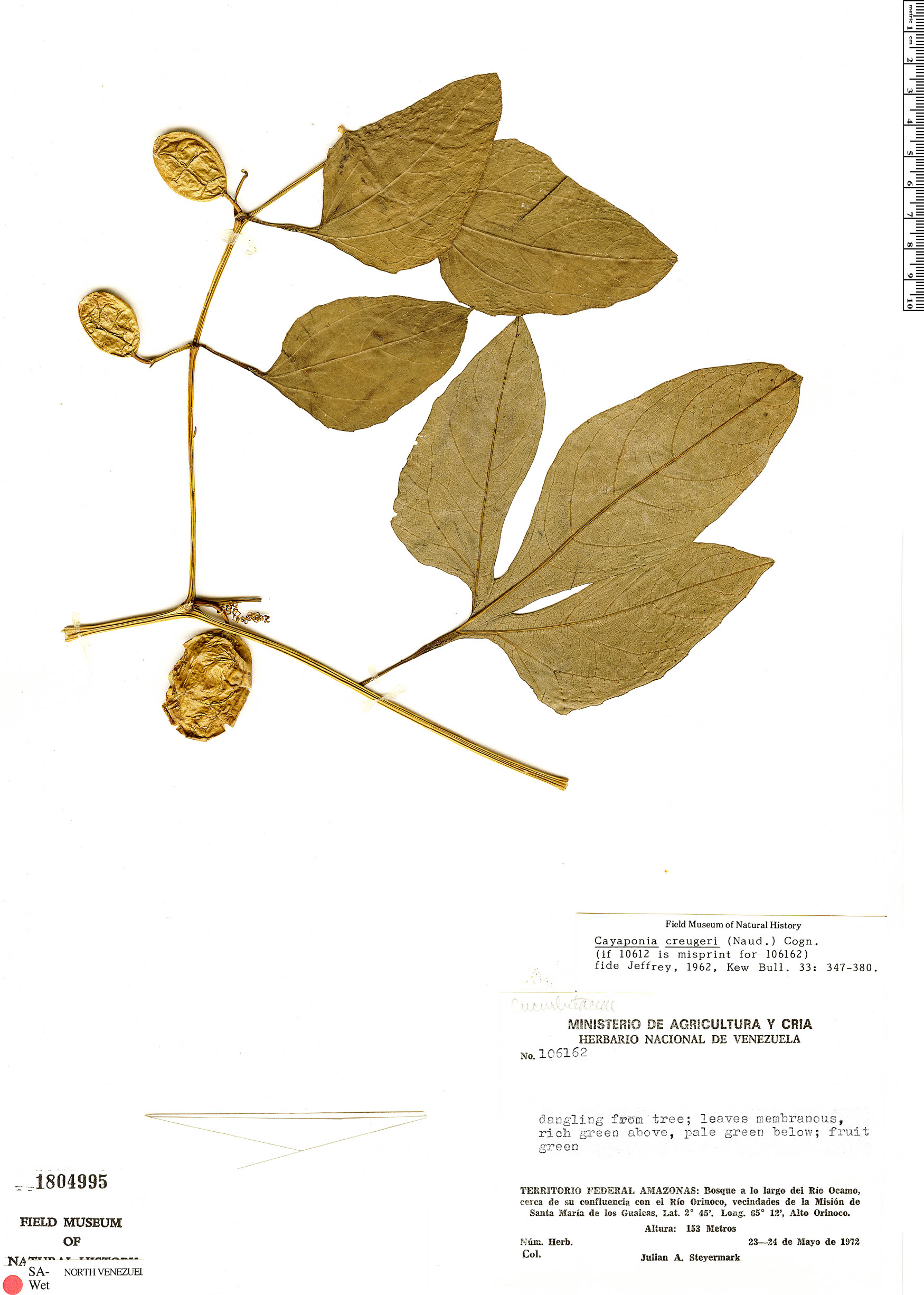Cayaponia cruegeri image