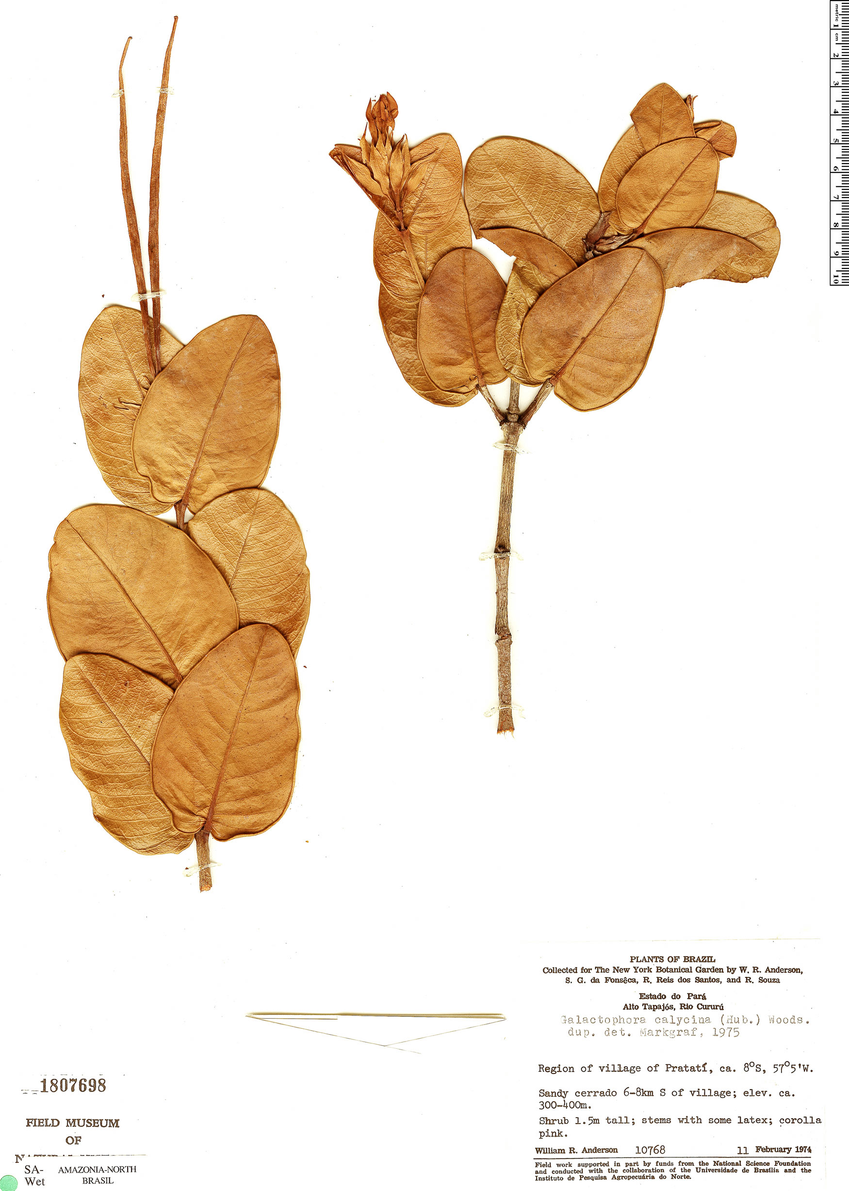Galactophora crassifolia image