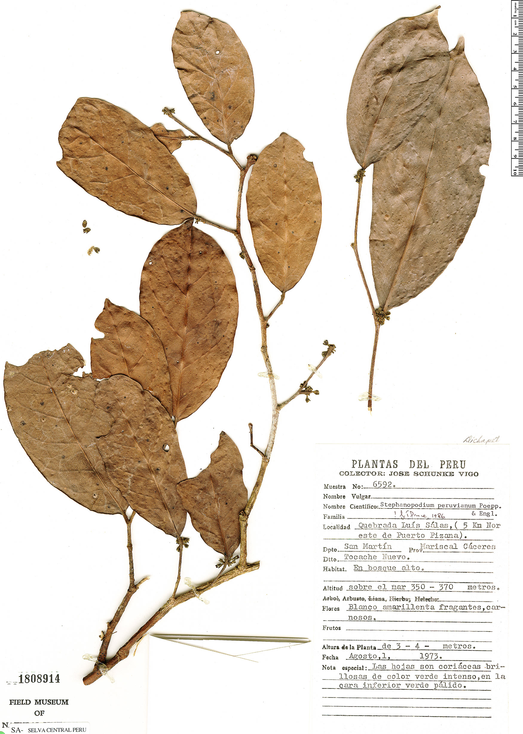 Stephanopodium peruvianum image