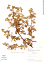 Ludwigia affinis image