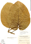 Aristolochia colossifolia image