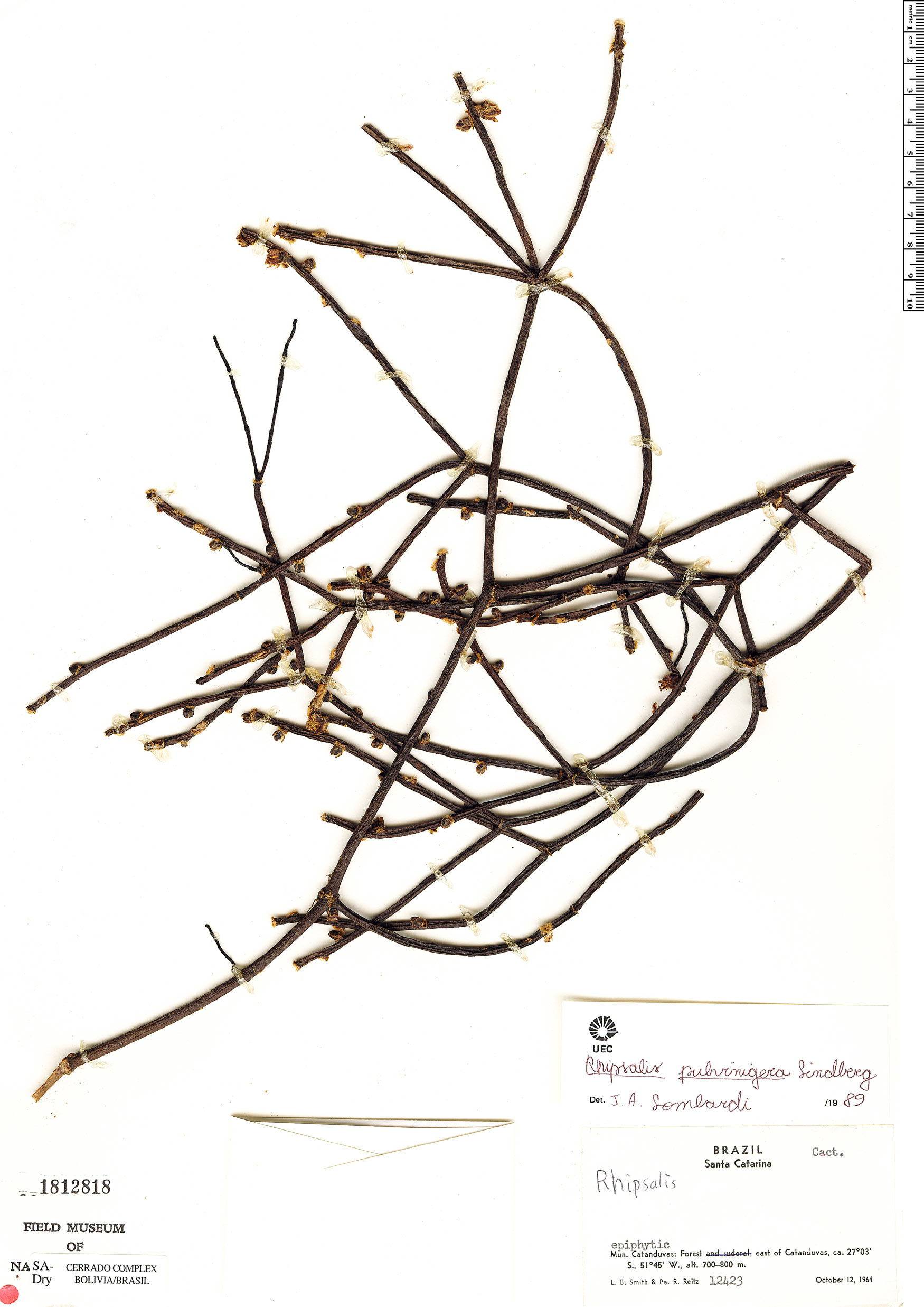 Rhipsalis floccosa subsp. pulvinigera image