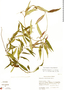 Thenardia chiapensis image