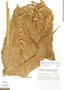 Heliconia farinosa image
