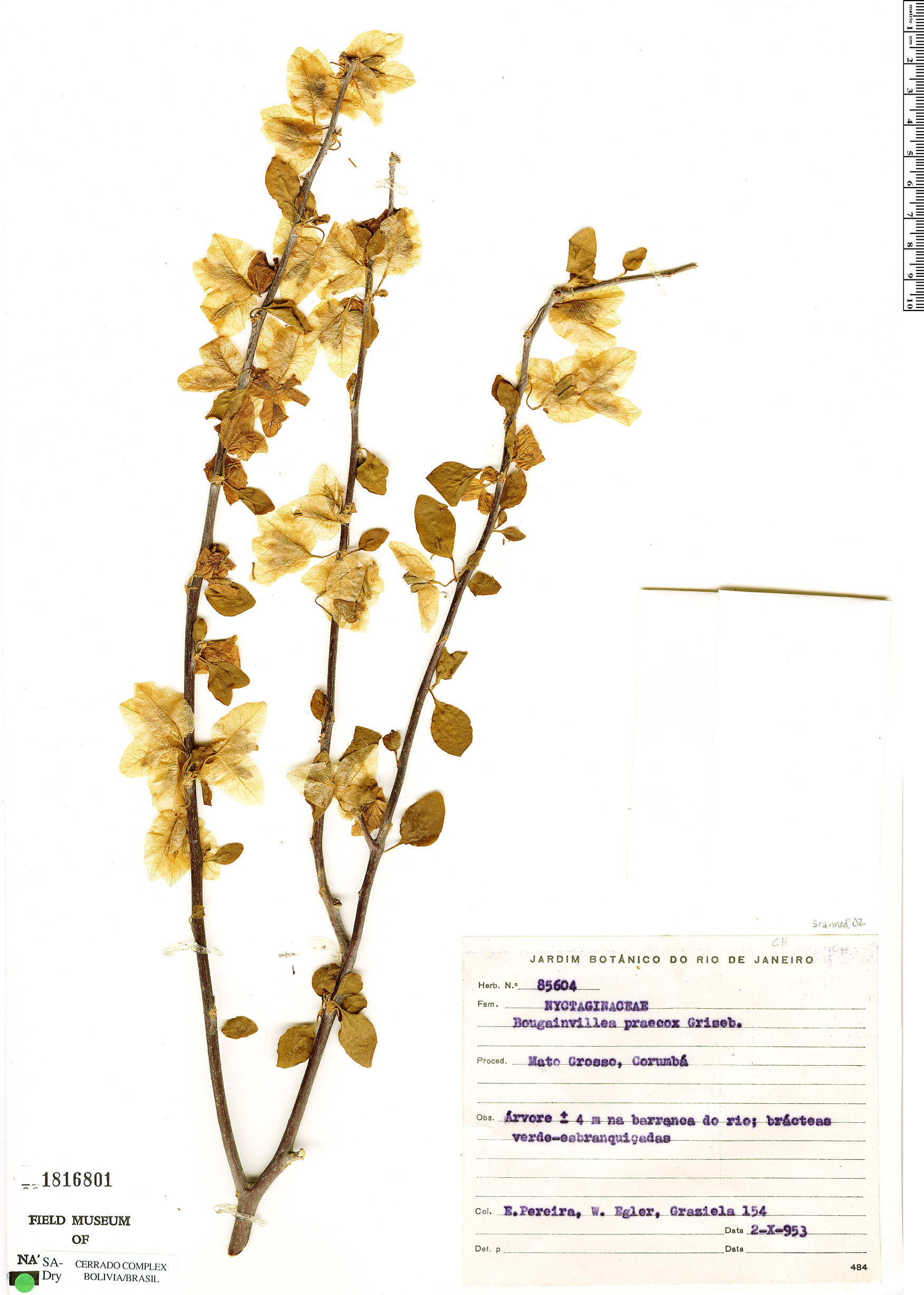 Bougainvillea praecox image