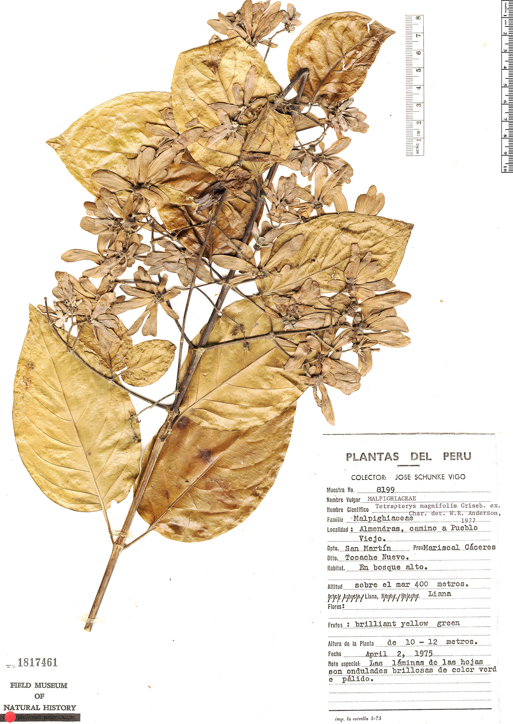 Tetrapterys magnifolia image