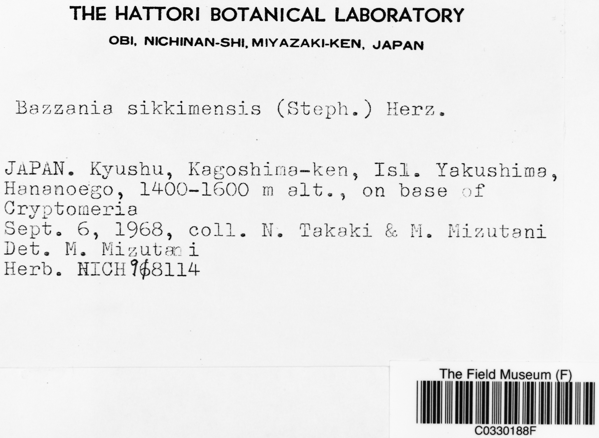 Bazzania sikkimensis (Bazzania sikkimensis)