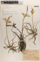 Tillandsia arhiza image