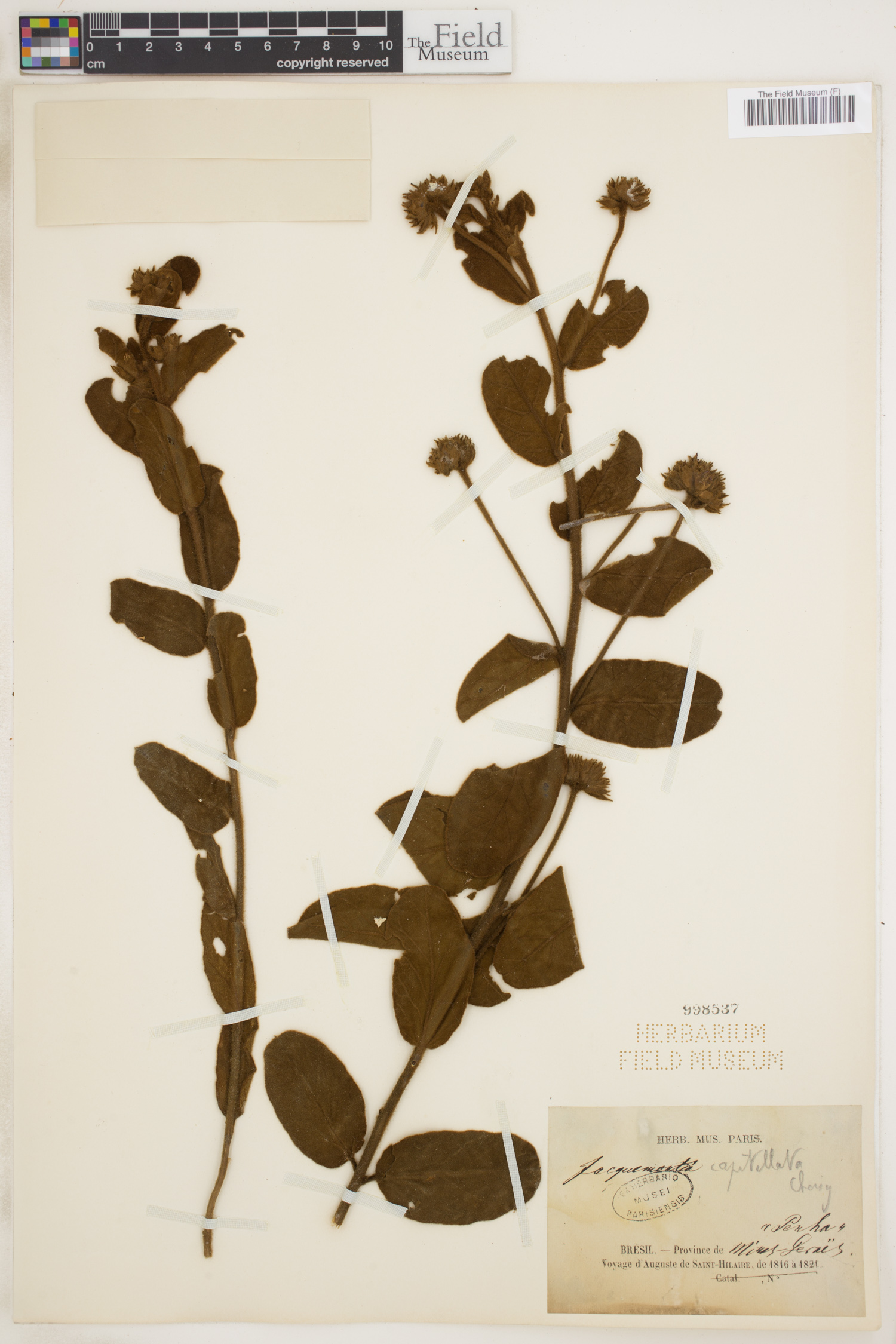 Jacquemontia prostrata image