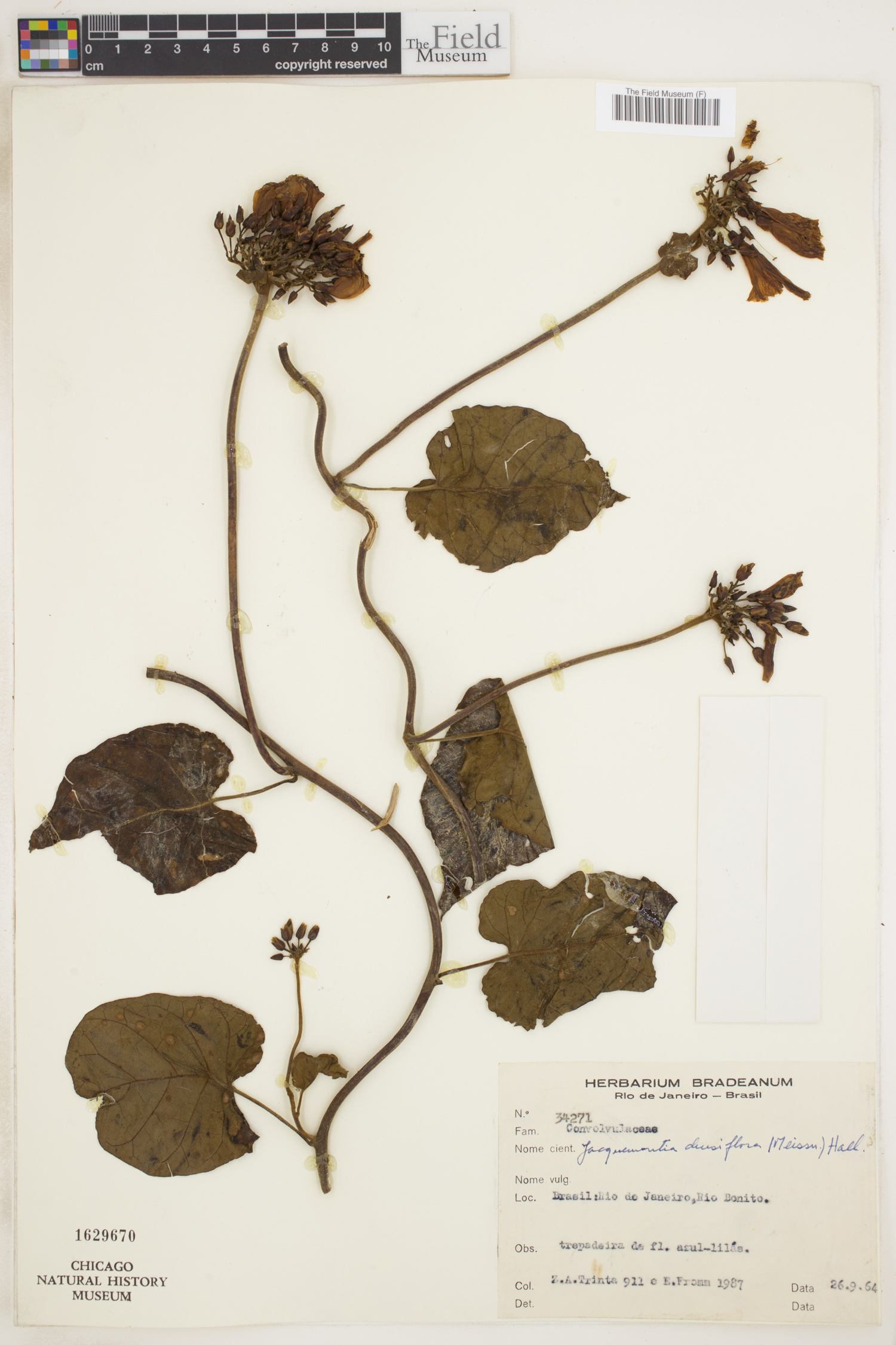 Jacquemontia densiflora image