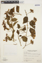 Jacquemontia densiflora image