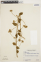 Jacquemontia densiflora image