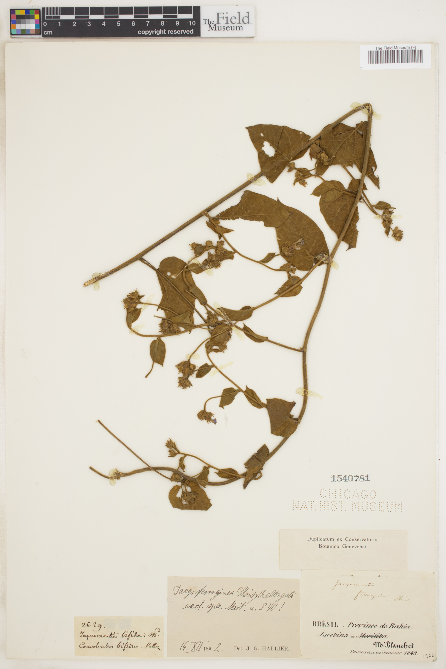 Jacquemontia cumanensis image