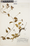 Jacquemontia parvifolia image
