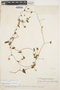 Jacquemontia sphaerostigma image