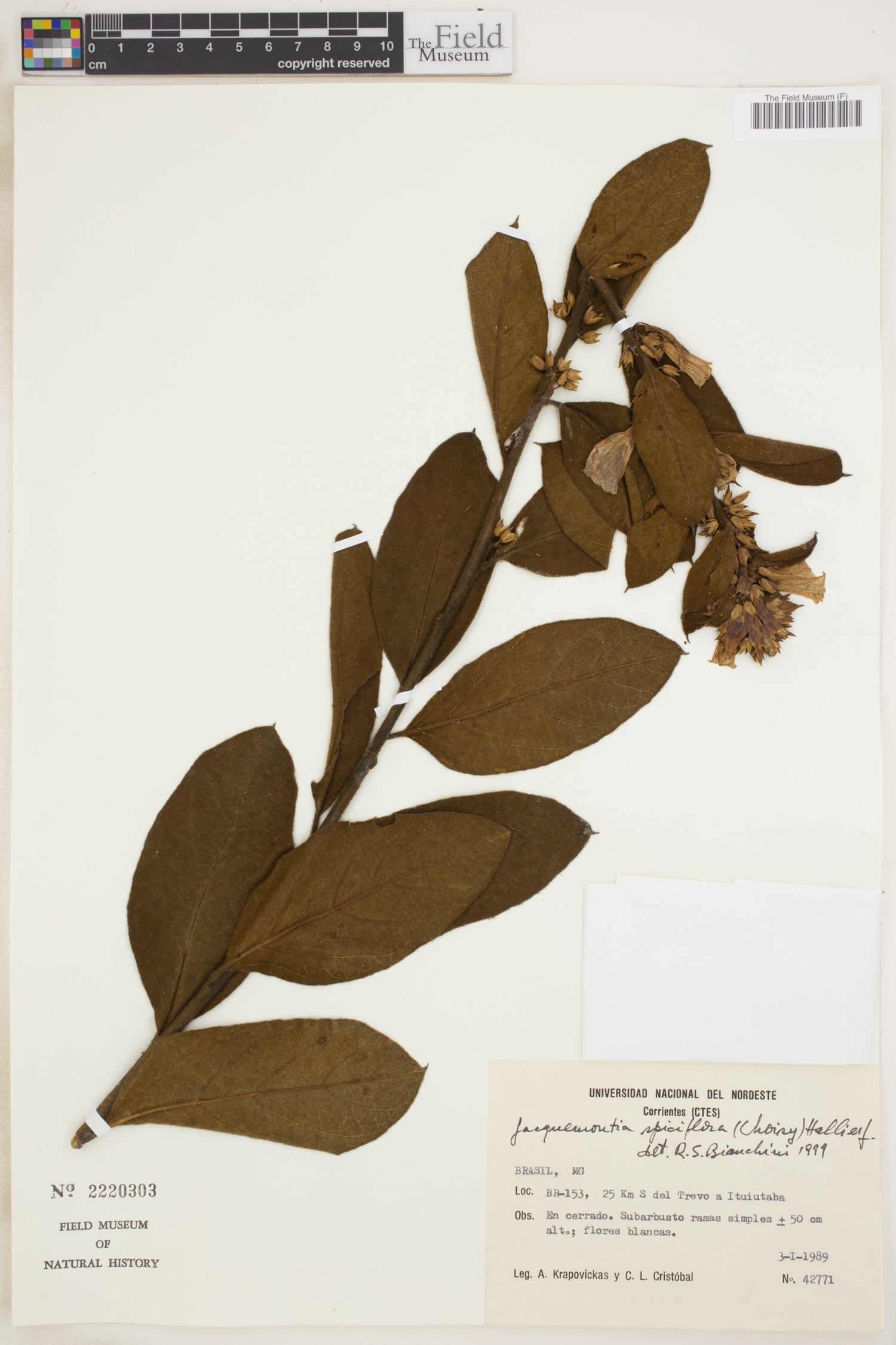 Jacquemontia spiciflora image