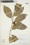 Maripa axilliflora image
