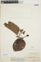 Maripa densiflora image