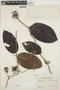 Maripa pauciflora image