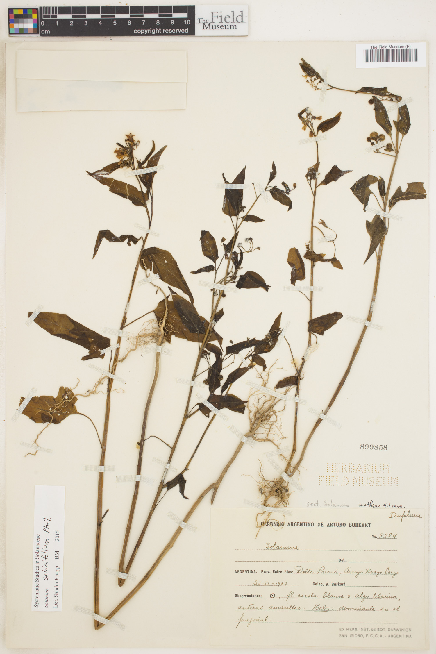 Solanum salicifolium image