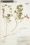 Solanum pygmaeum image