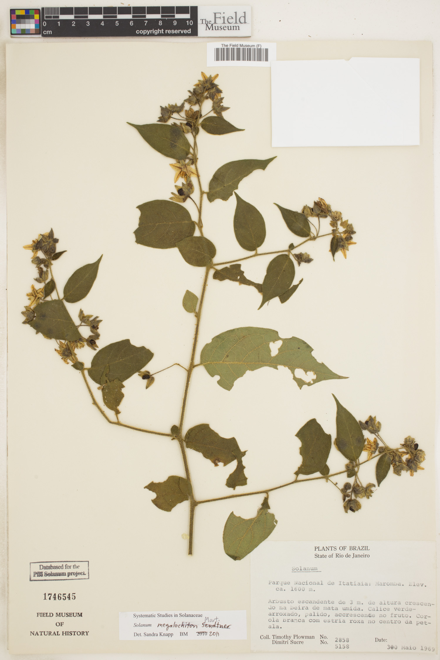 Solanum megalochiton image