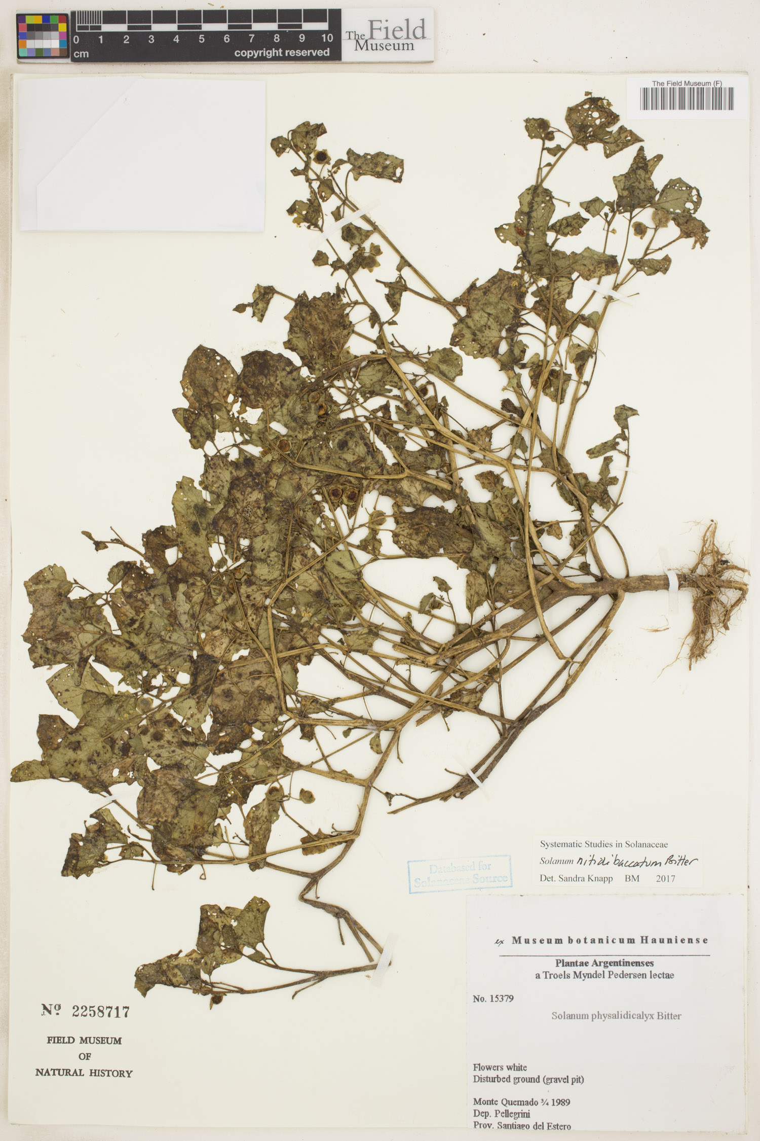 Solanum nitidibaccatum image