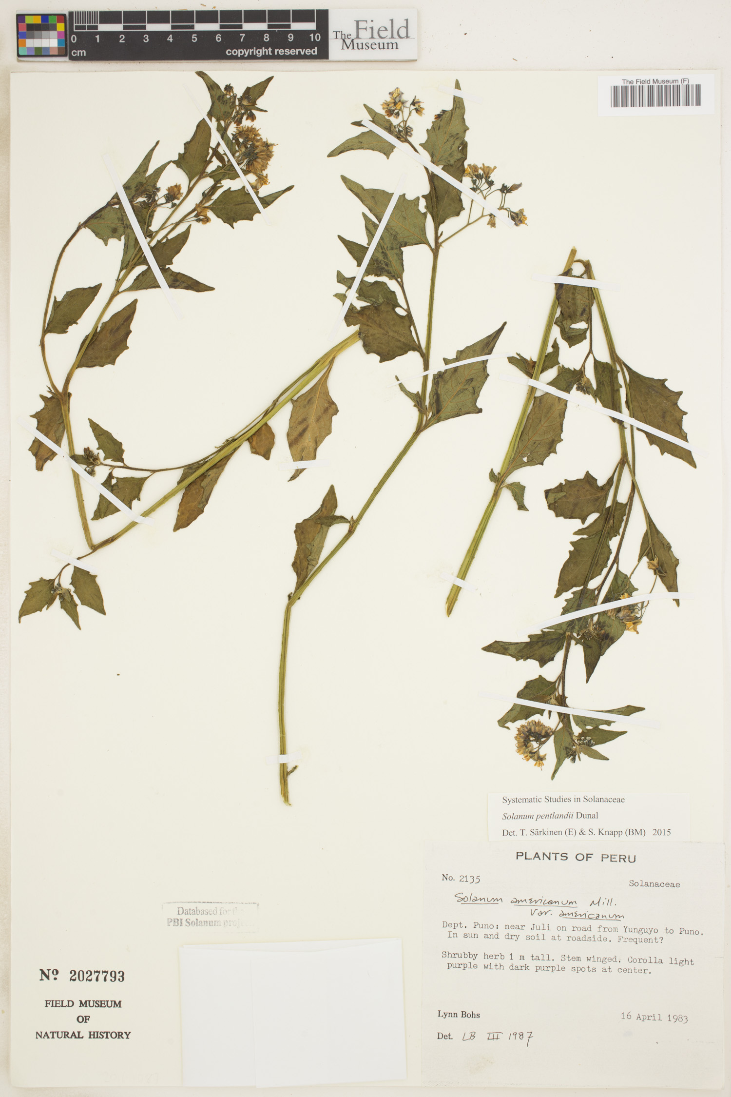 Solanum pentlandii image