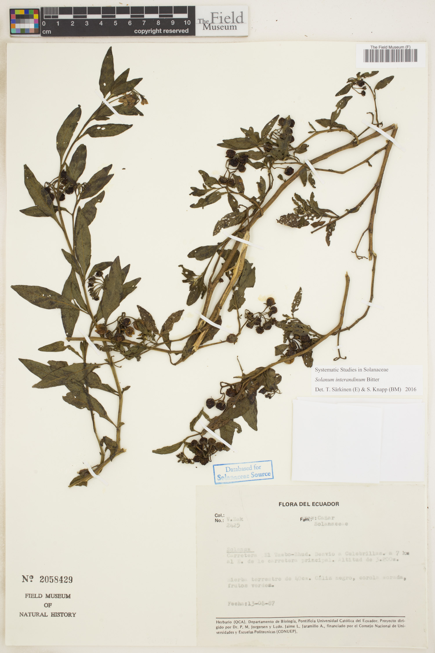 Solanum interandinum image