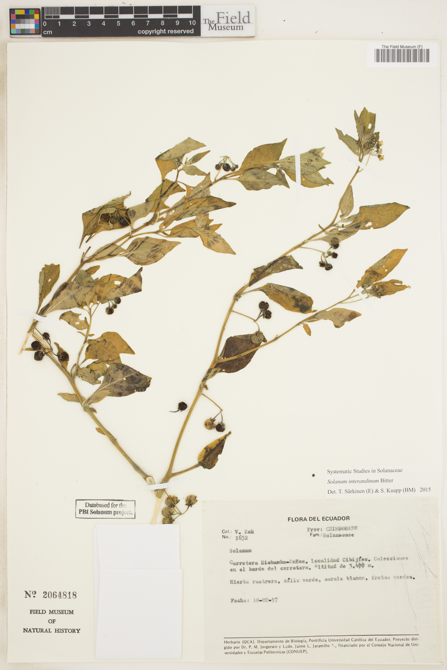 Solanum interandinum image