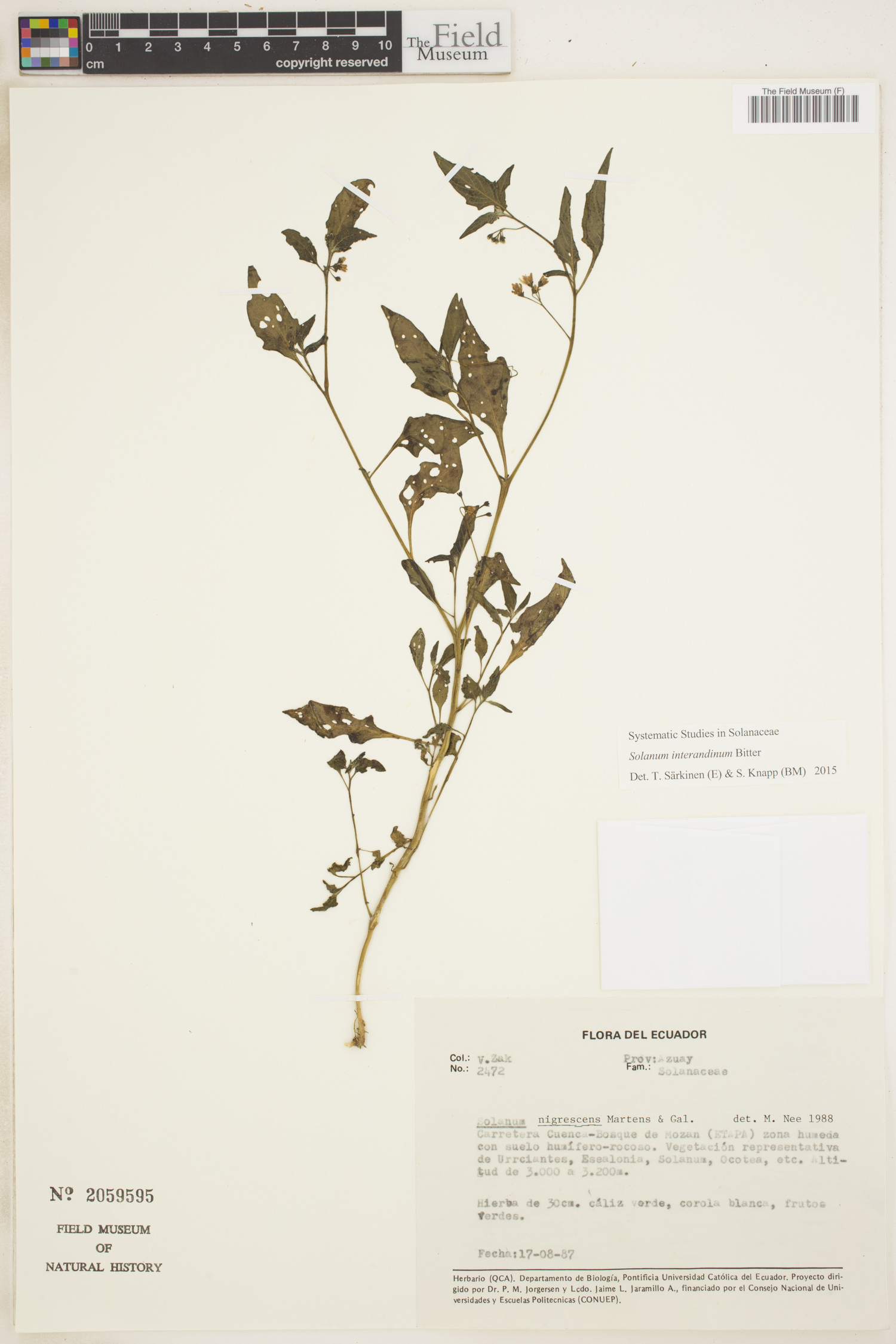 Solanum interandinum image
