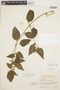 Solanum dianthum image