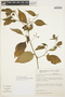 Solanum enantiophyllanthum image