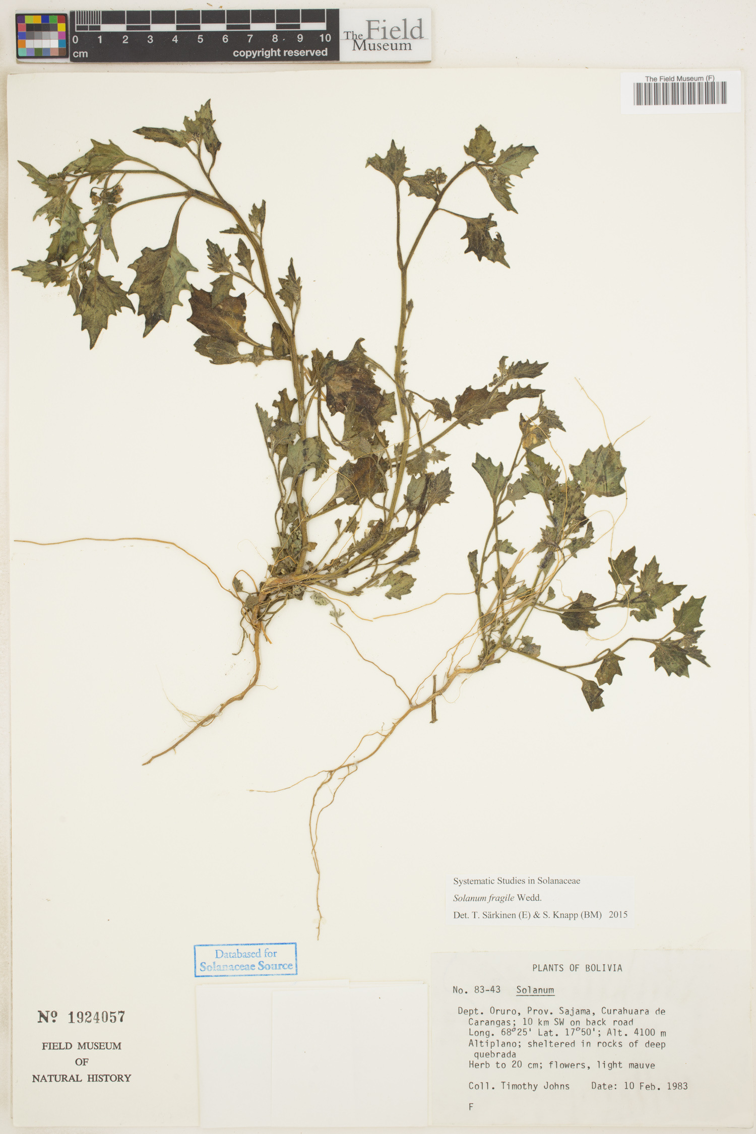 Solanum fragile image